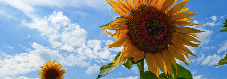 Sonnenblumen